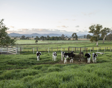 Dairy Farm Insurance