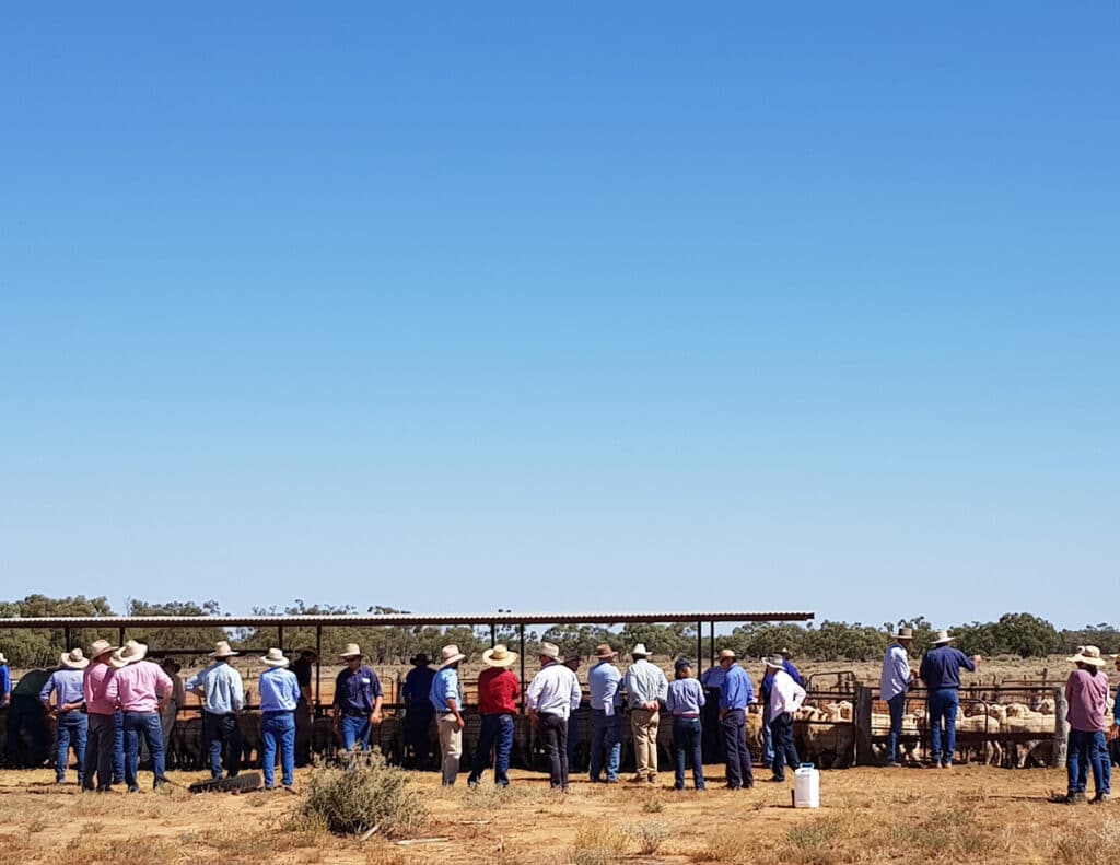 Achmea Australia supports the Marra Ewe Tour