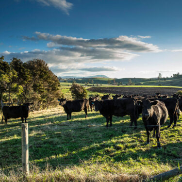 The future of beef, Kristen Fredricksen heads to GenAngus Future Leaders