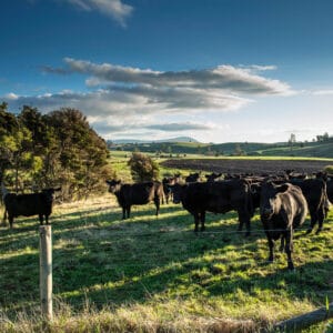 Young leaders wanted for GenAngus program