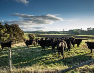 GenAngus future leaders program