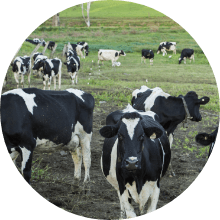 Dairy Farm Insurance image