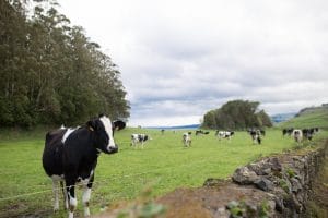 Achmea Farm Insurance supporting farmers-walcha