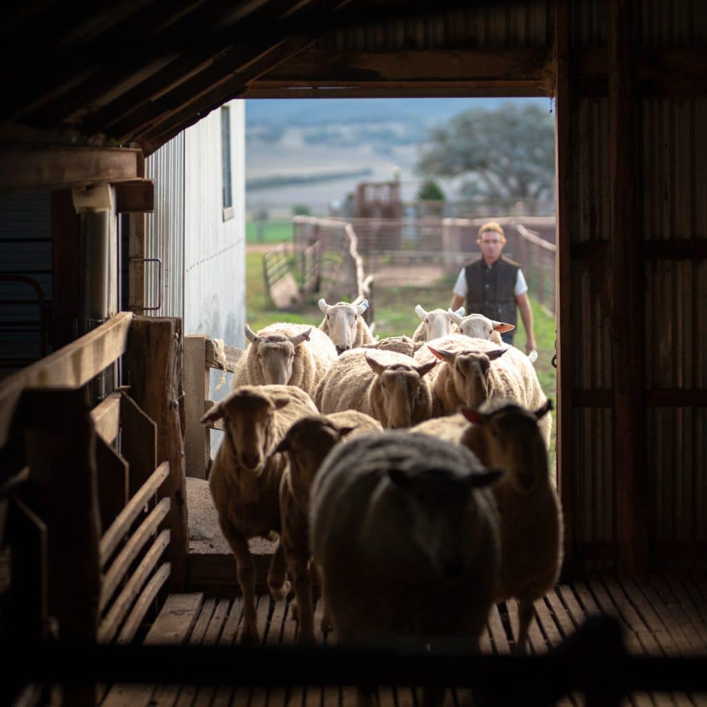 Sheep Insurance at Achmea Australia