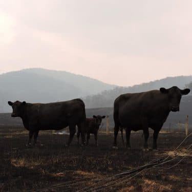 Livestock bushfires