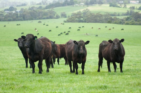 Achmea Farm Insurance